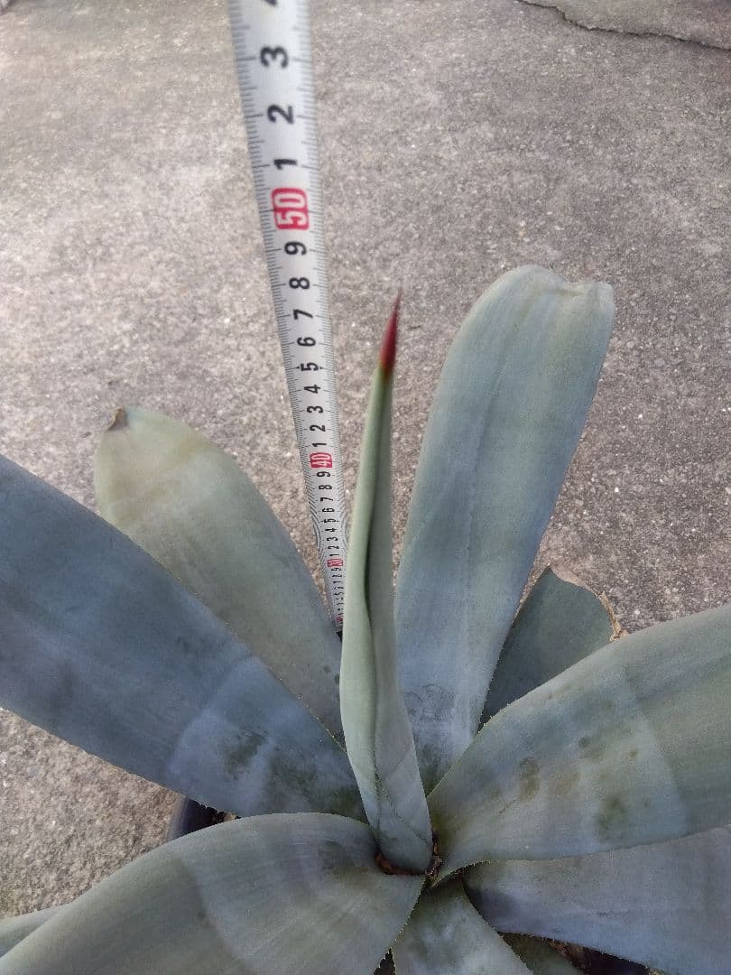 アガベ　ウェベリー　大株80センチ❗耐寒強❗
