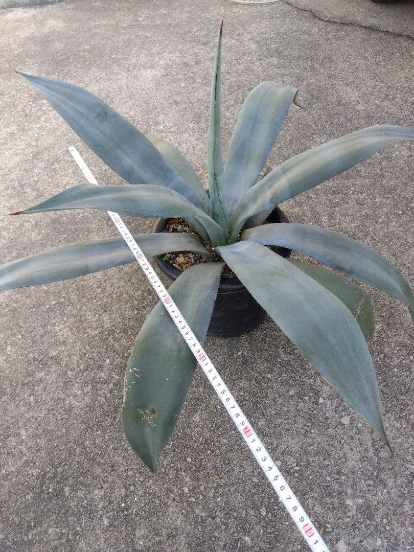 アガベ　ウェベリー　大株80センチ❗耐寒強❗