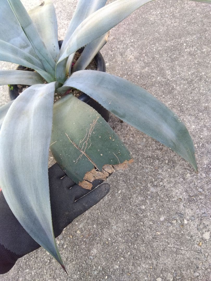 アガベ　ウェベリー　大株80センチ❗耐寒強❗