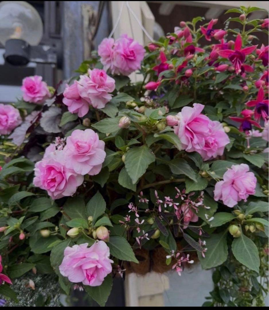 RiRiRi ☆ PARFAGE ☆C65貴重サイズ！　新品