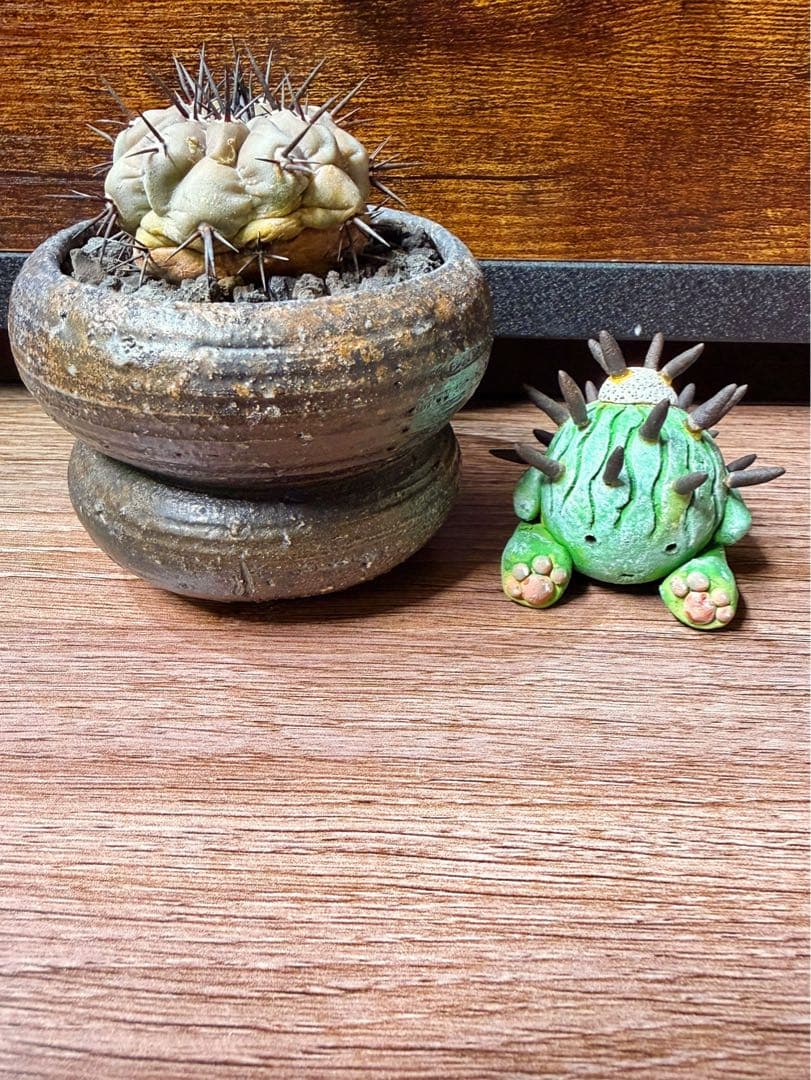 コピアポア黒王丸実生(鉢込み)