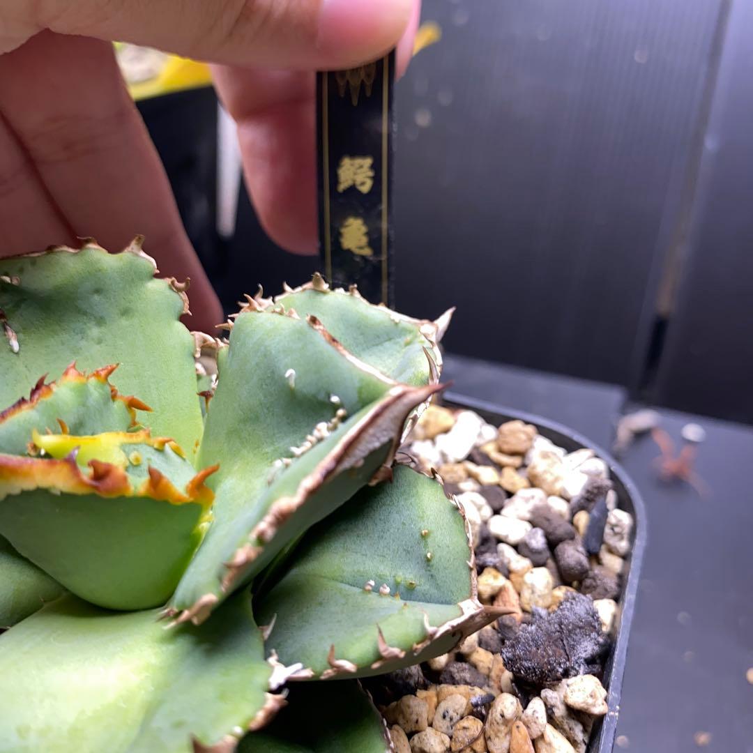 アガベ　鰐亀　表裏　ブツブツ　トゲトゲ　バンド幅も来てます