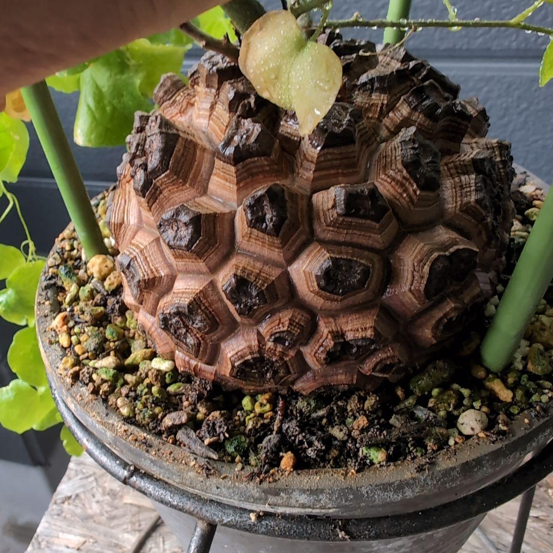 実生Dioscorea elephantipes アフリカ亀甲竜　鉢径16センチ