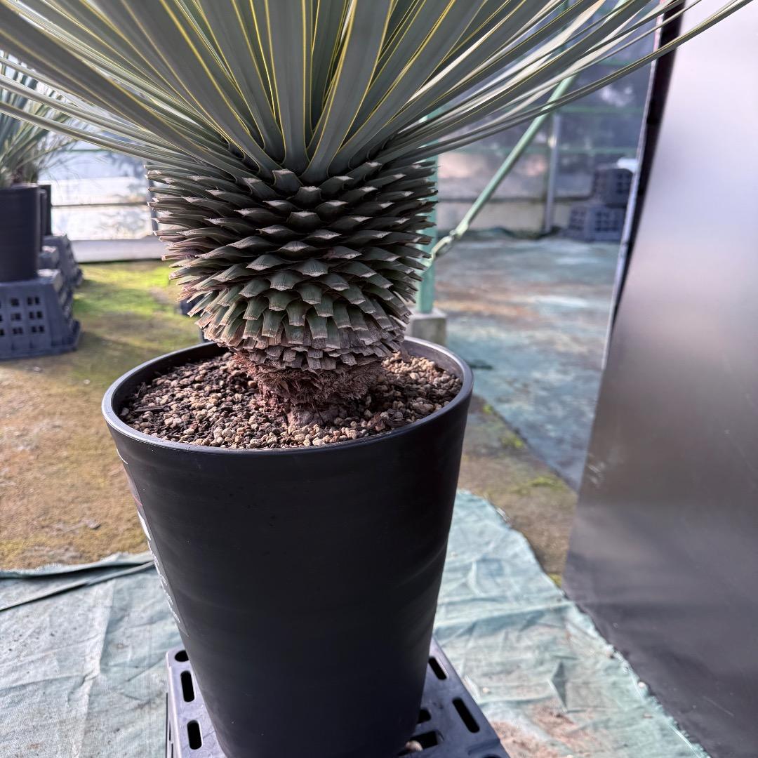 【AL1107】ユッカ　ロストラータ 超美形　極太