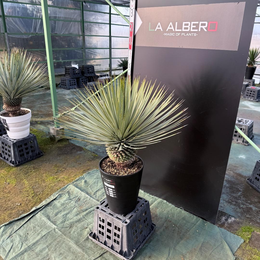 【AL1107】ユッカ　ロストラータ 超美形　極太