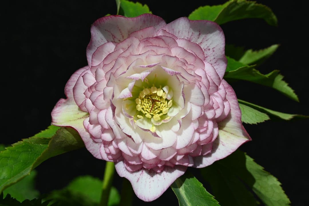 クリスマスローズ　認定アフロディーテグラデーション　加藤農園