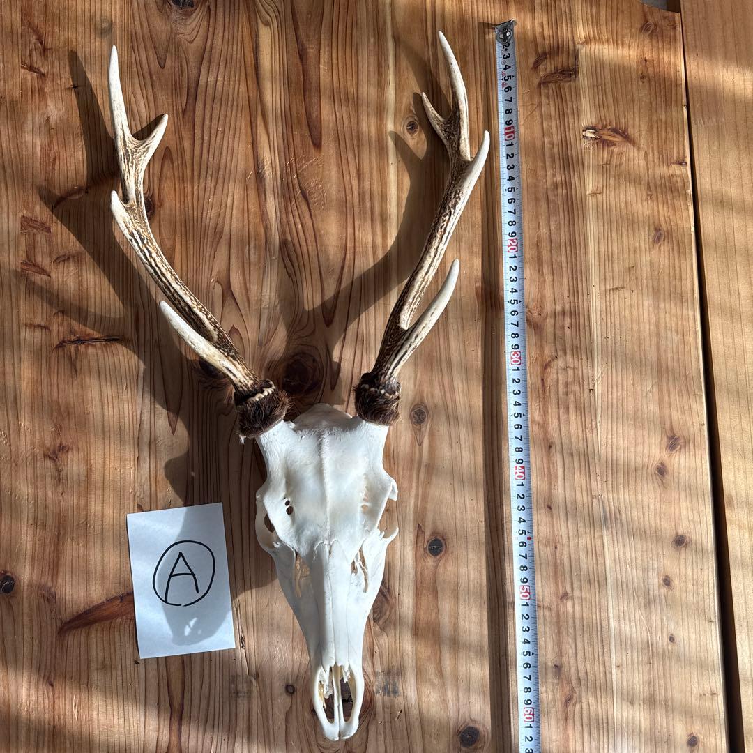 鹿の角スカル　日本鹿　約60cm 出品禁止品に該当しません