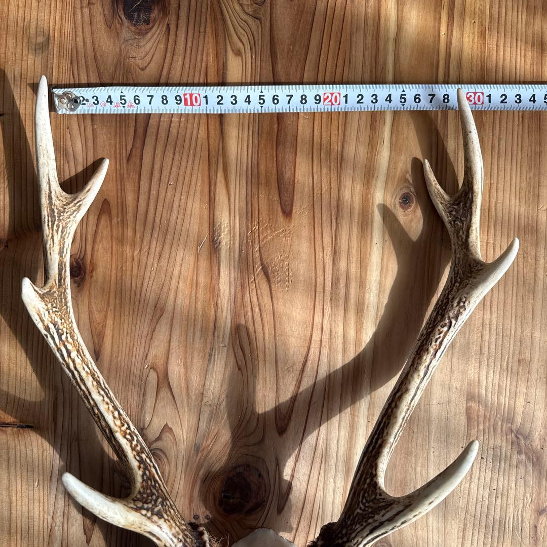 鹿の角スカル　日本鹿　約60cm 出品禁止品に該当しません