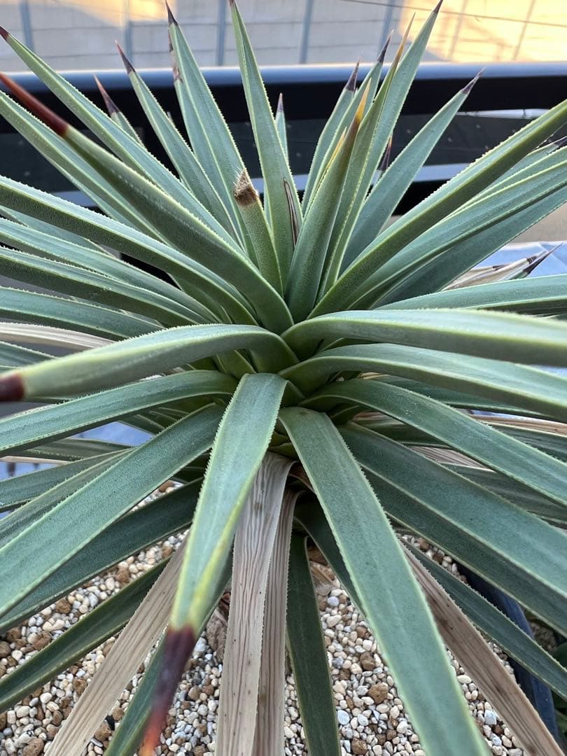 【タイムセール】ユッカ・ブレビフォリア / 国内実生 ヨシュアツリー 希少