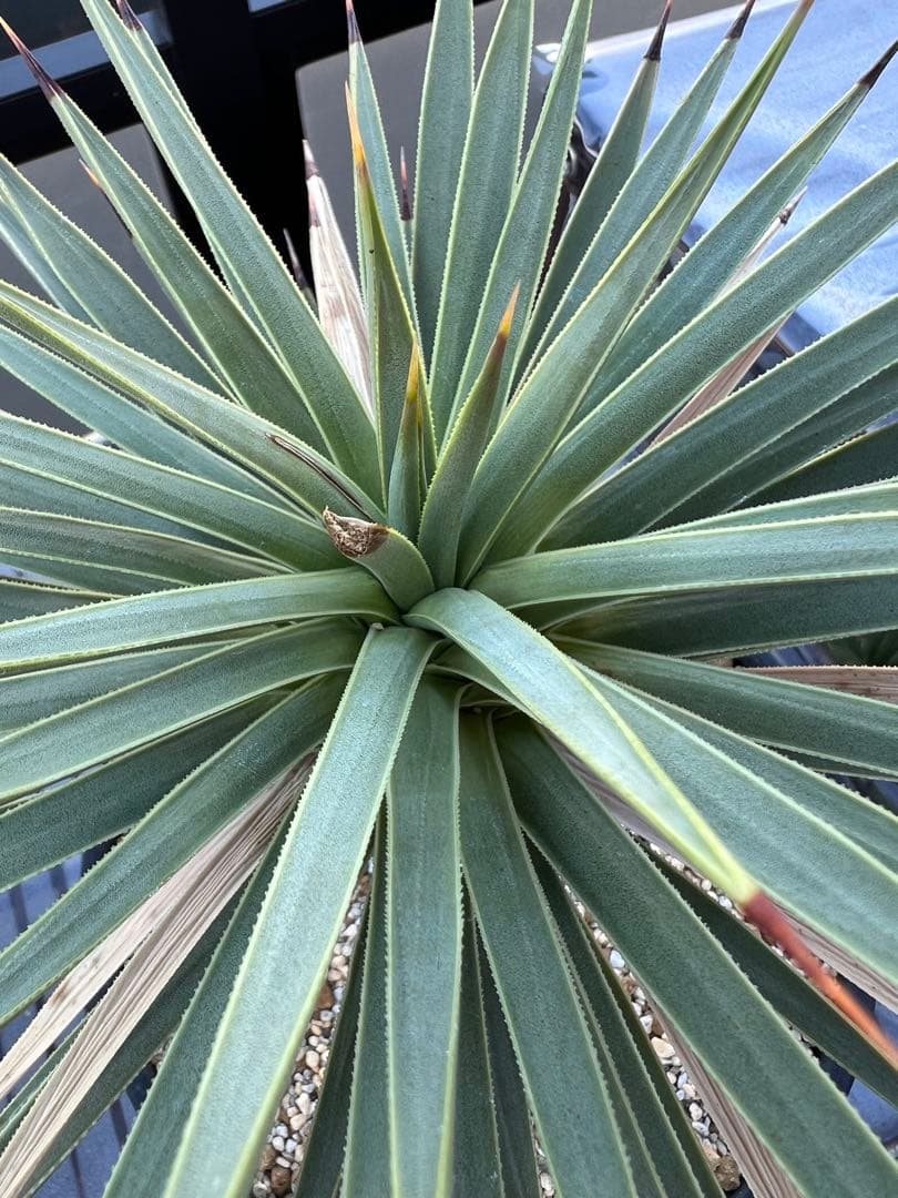 【タイムセール】ユッカ・ブレビフォリア / 国内実生 ヨシュアツリー 希少