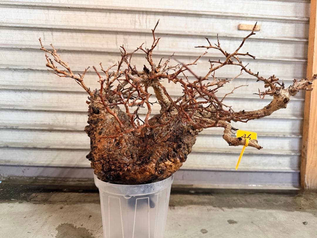 k*@様 オペルクリカリアパキプス ベアルート 発根管理中