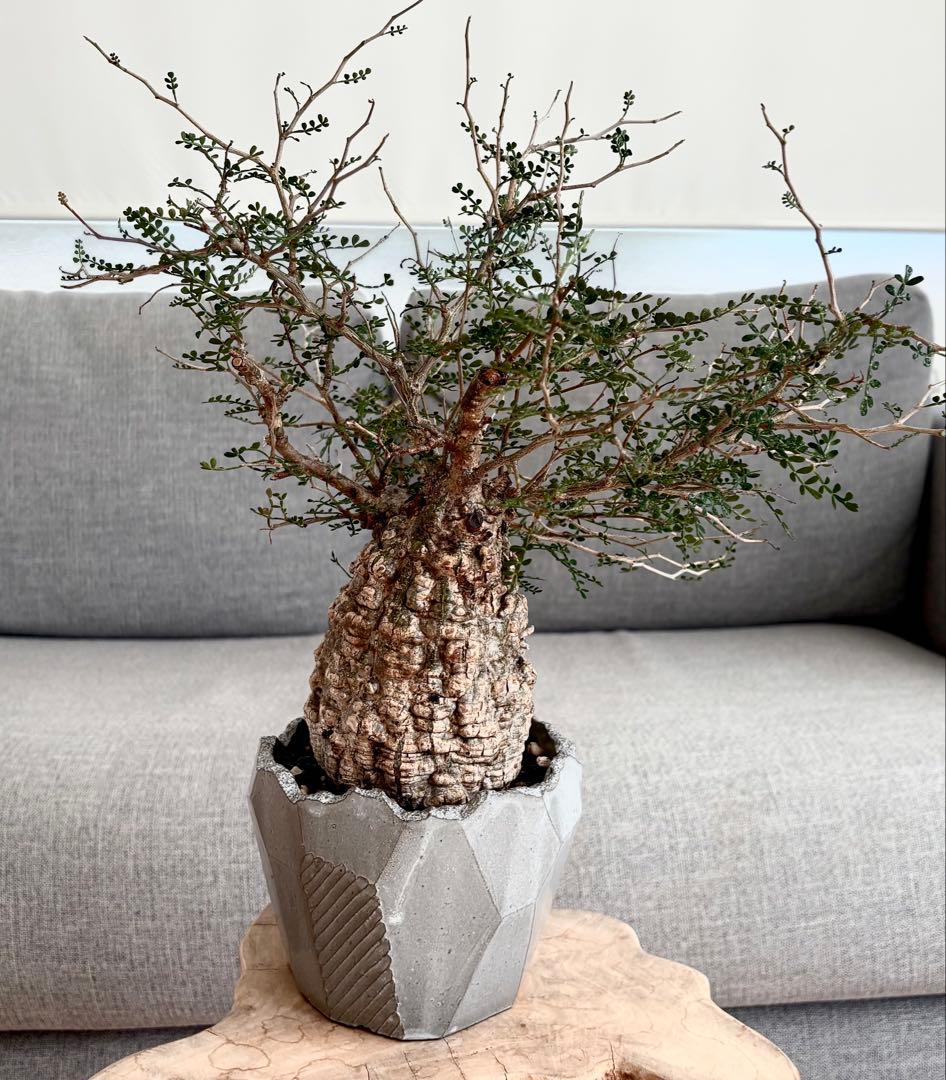 オペルクリカリアパキプス