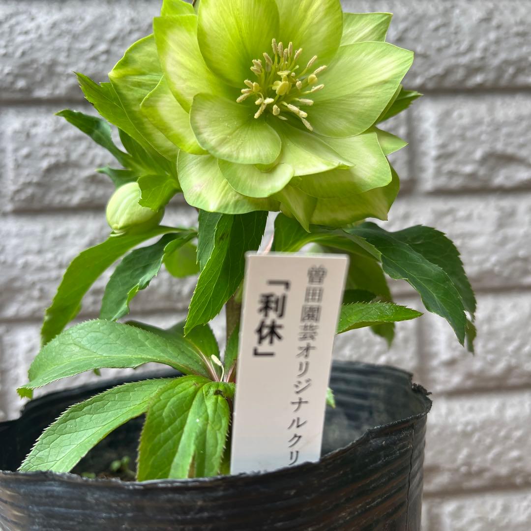 クリスマスローズ 利休