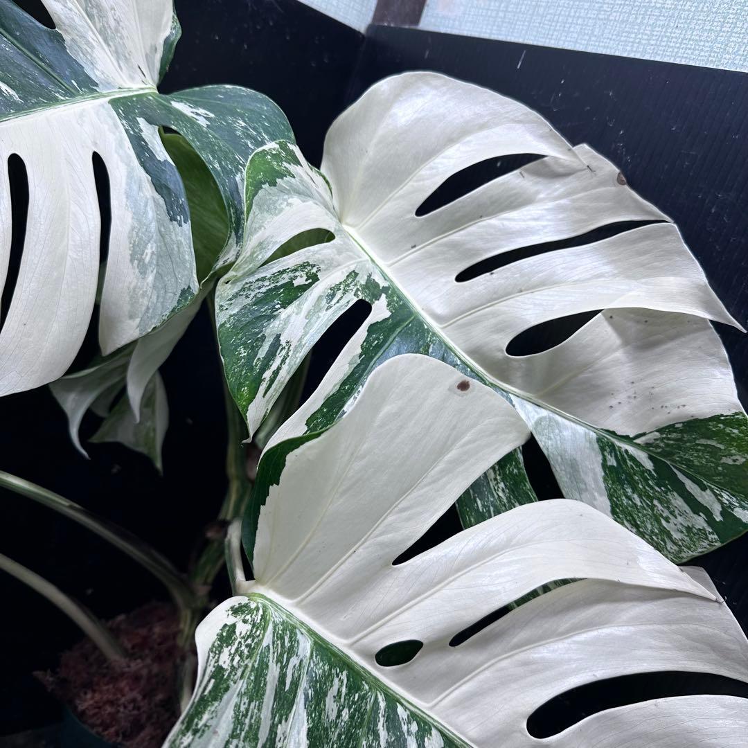 N*A様 斑入りモンステラ ホワイトタイガー極美大株73cm白斑多