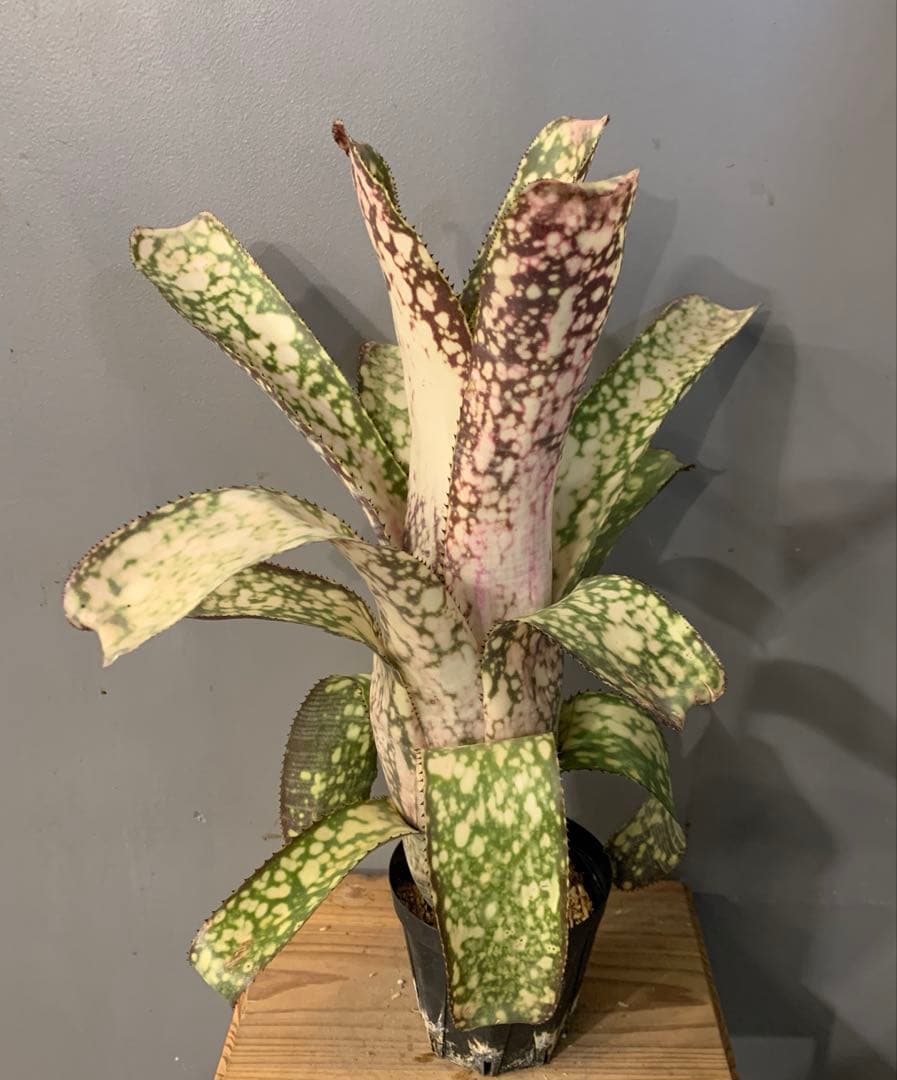 ビルベルギア アリベラ