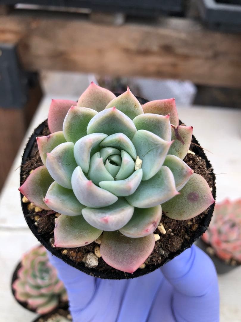 多肉植物 5品種♡抜き苗セット