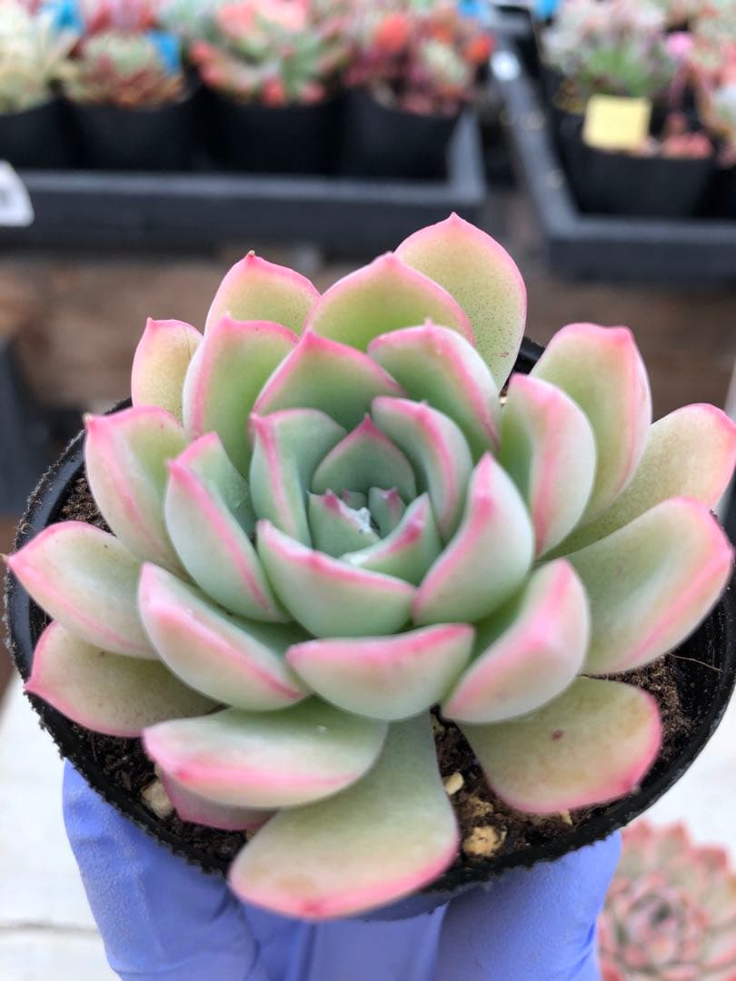 多肉植物 5品種♡抜き苗セット