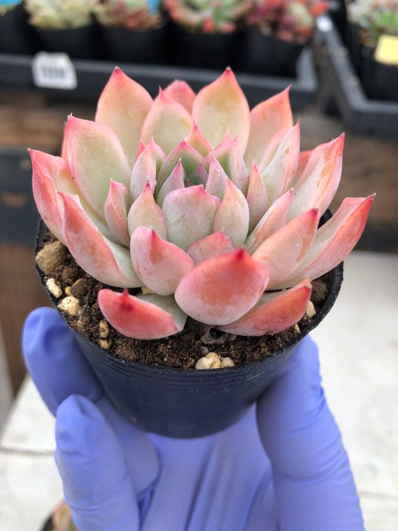 多肉植物 5品種♡抜き苗セット