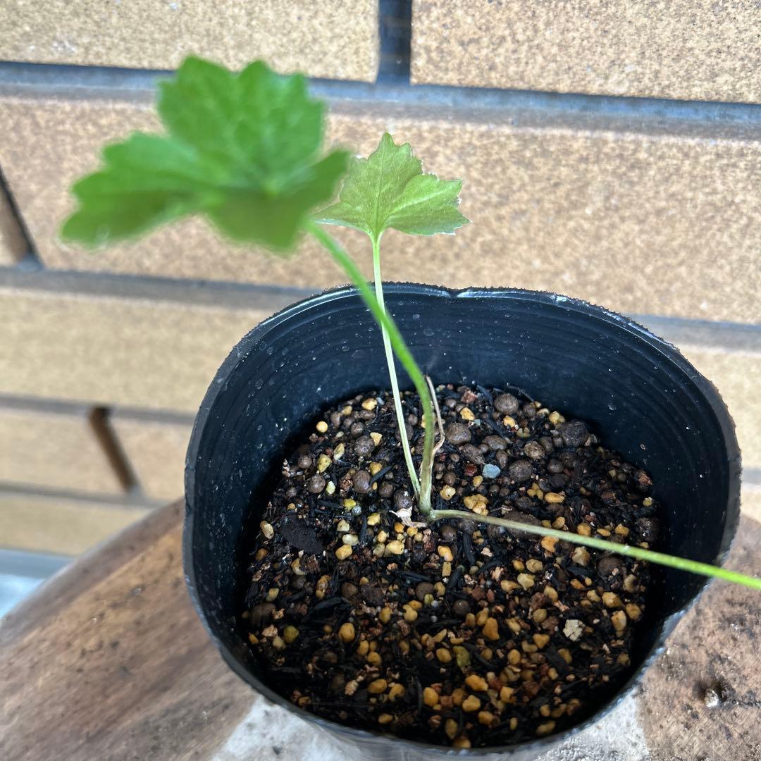 ラナンキュラスラックス4品種