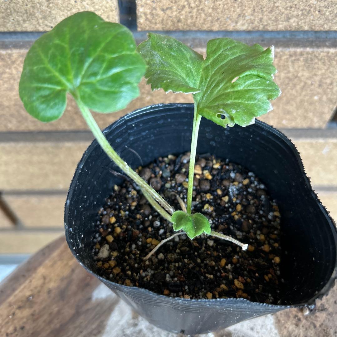 ラナンキュラスラックス4品種