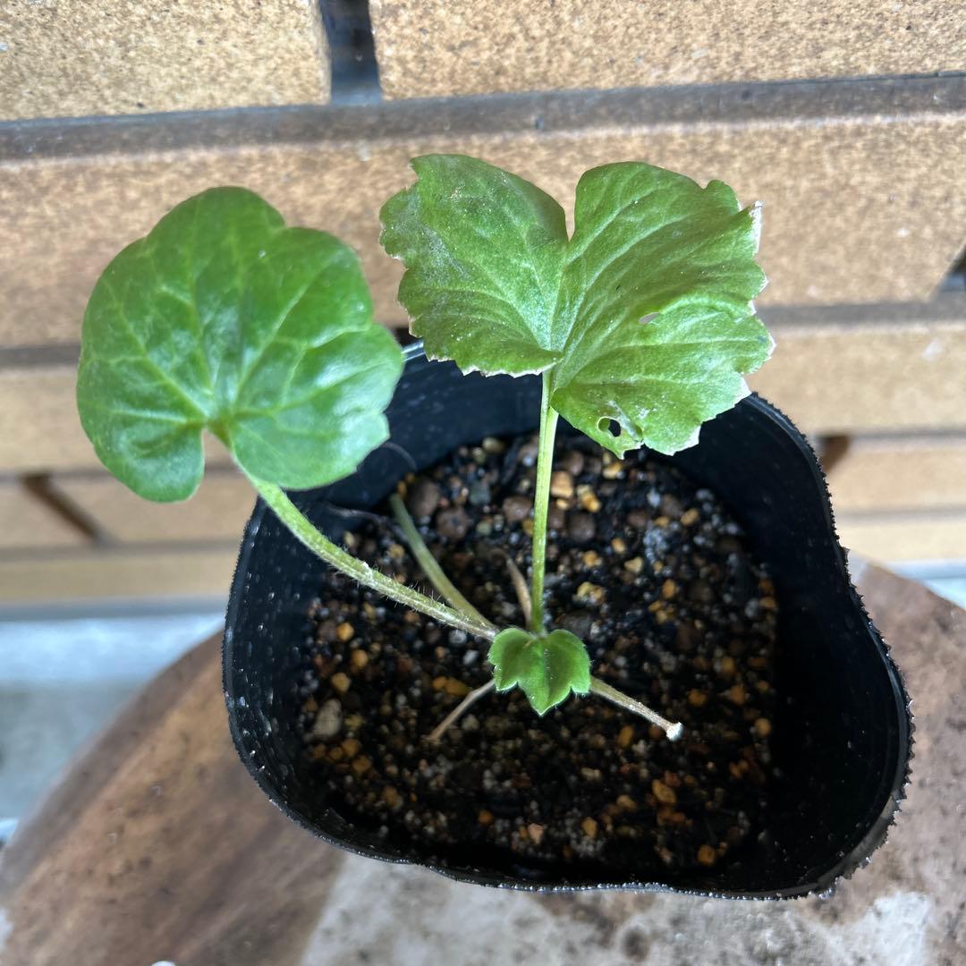 ラナンキュラスラックス4品種