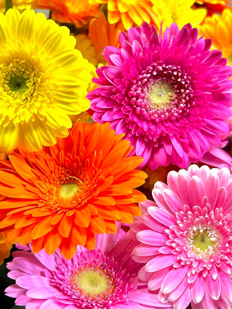 花農家直送！！こちらはご予約専用ページです❀ ⚠︎1月〜値上げです⚠︎