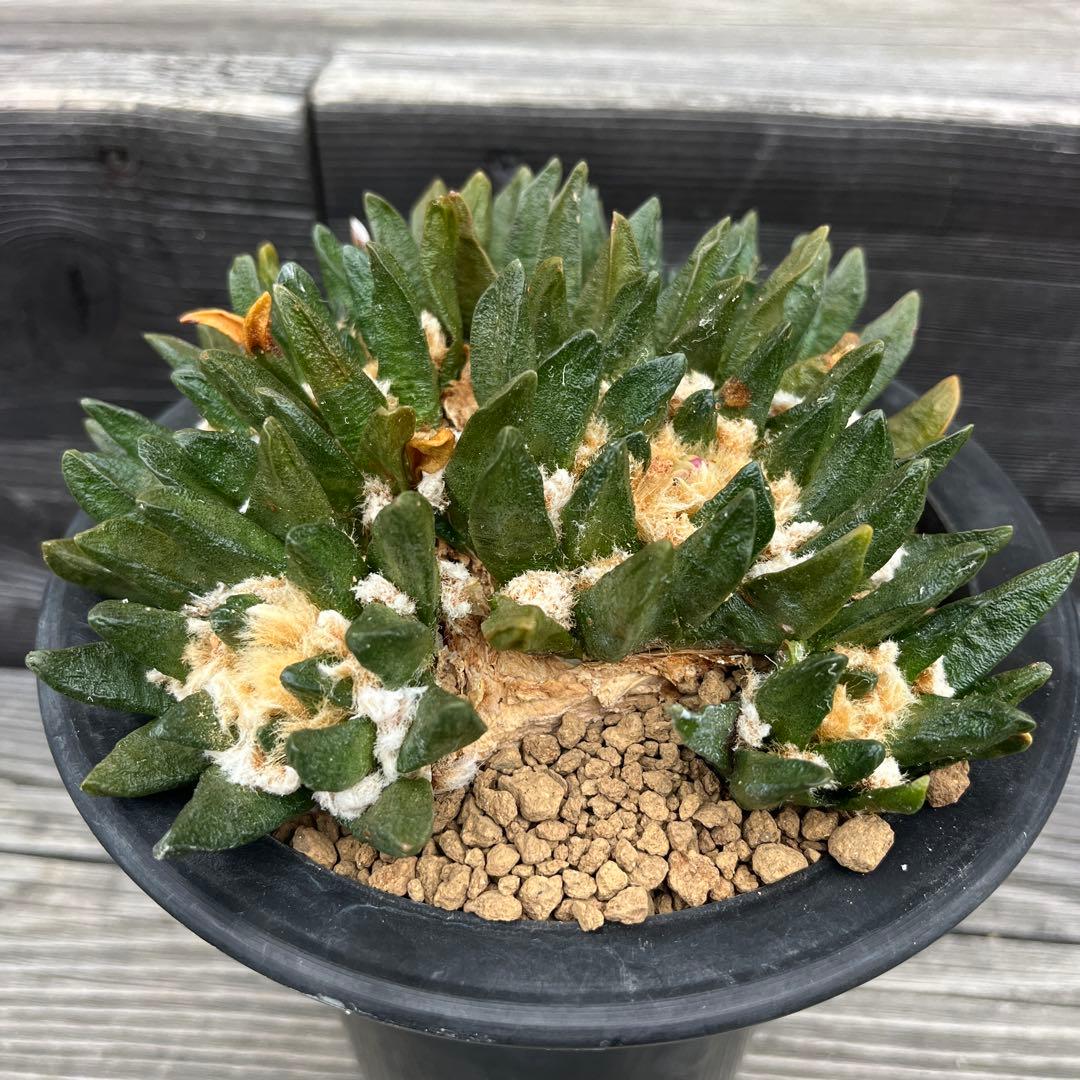 アリオカルプス【竜角牡丹】④群生 サボテン