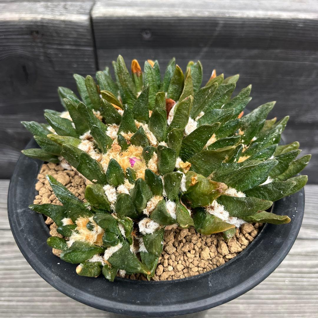 アリオカルプス【竜角牡丹】④群生 サボテン