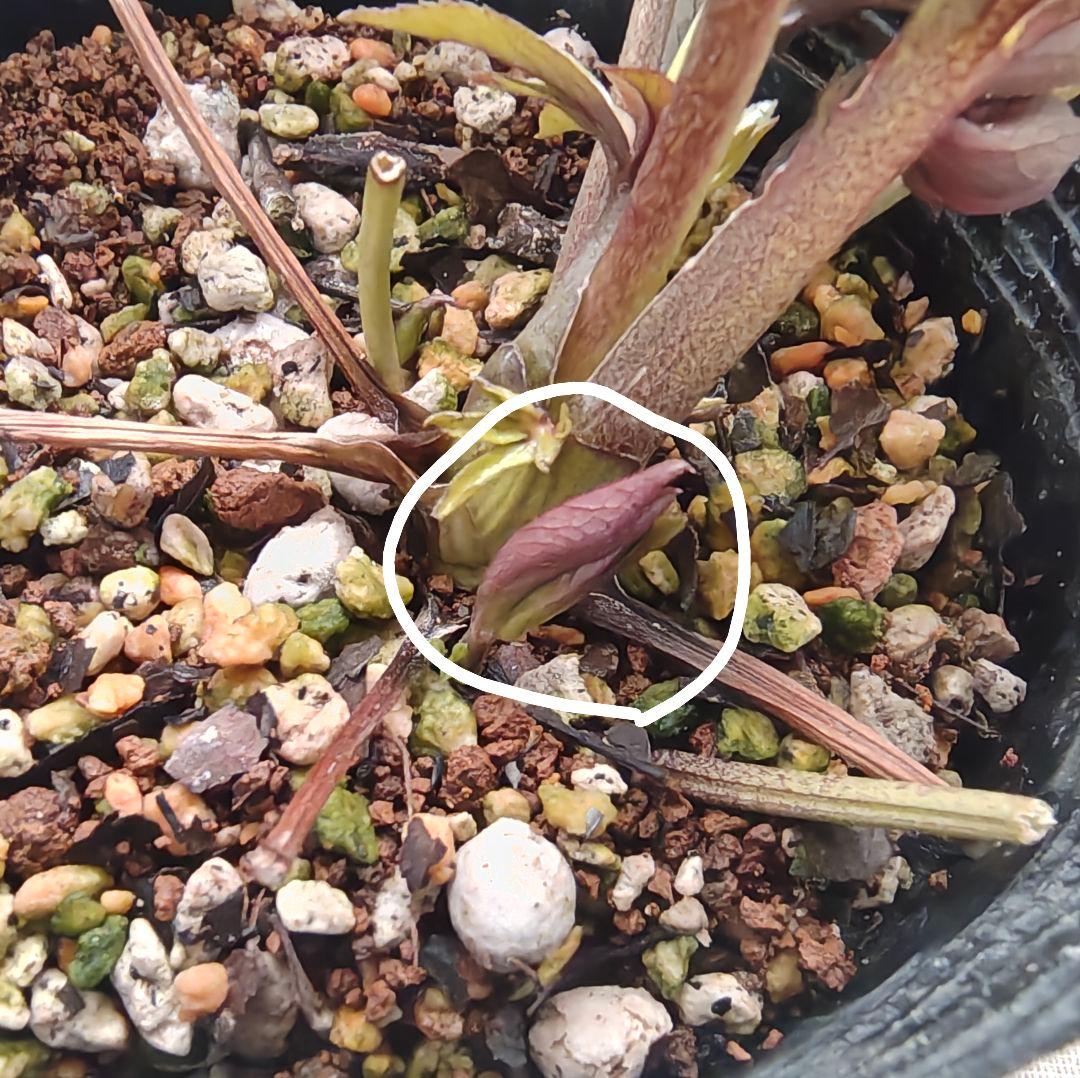 2618小輪系カップ咲ブルーグレーss 若泉ファームクリスマスローズ開花株