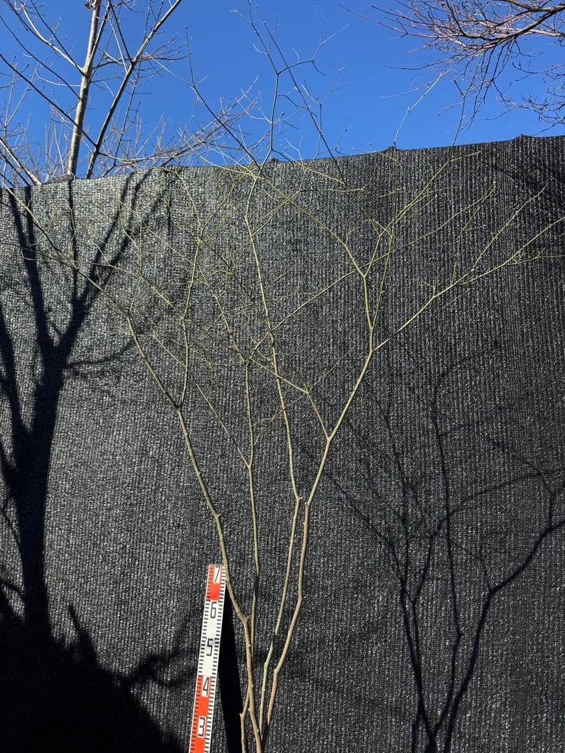 山採り　ヤマモミジ　株立ち　美幹　自然樹形　【品番3526】