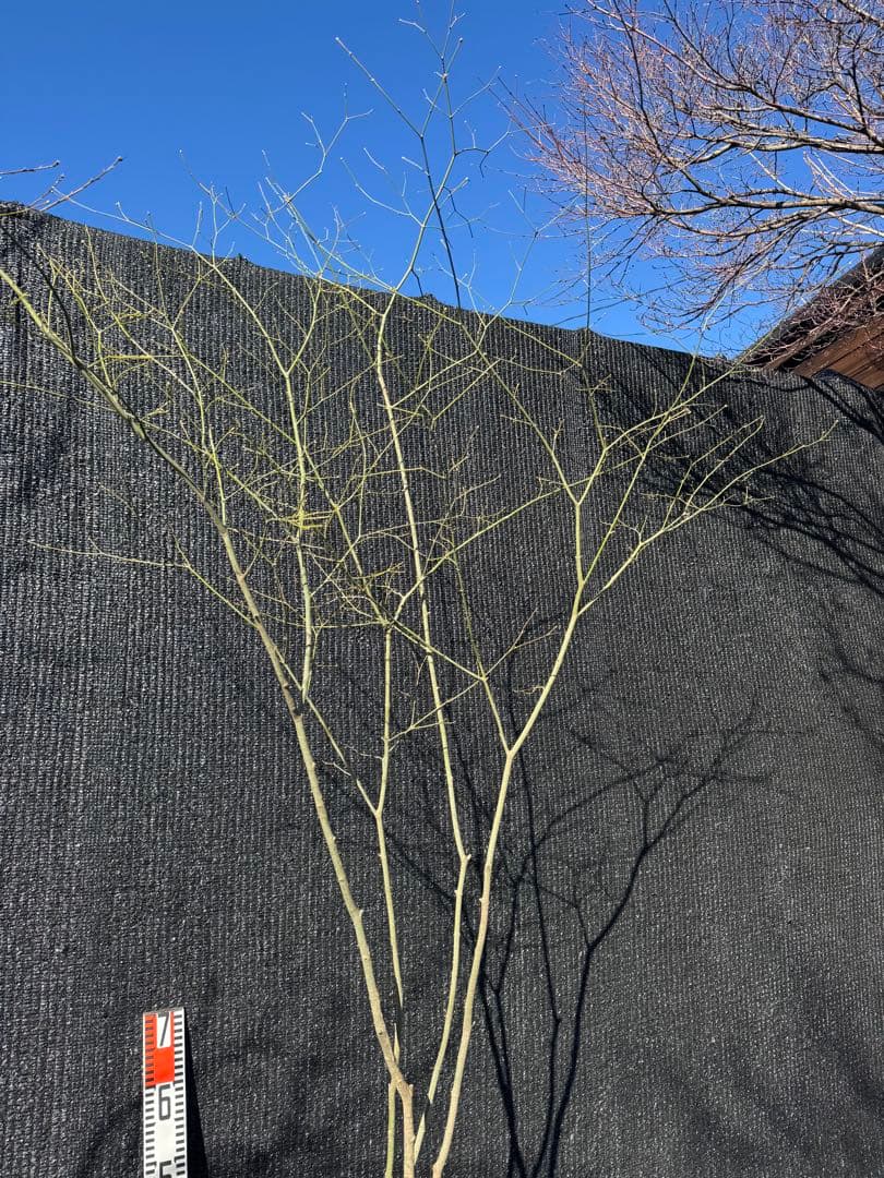 山採り　ヤマモミジ　株立ち　美幹　自然樹形　【品番3526】