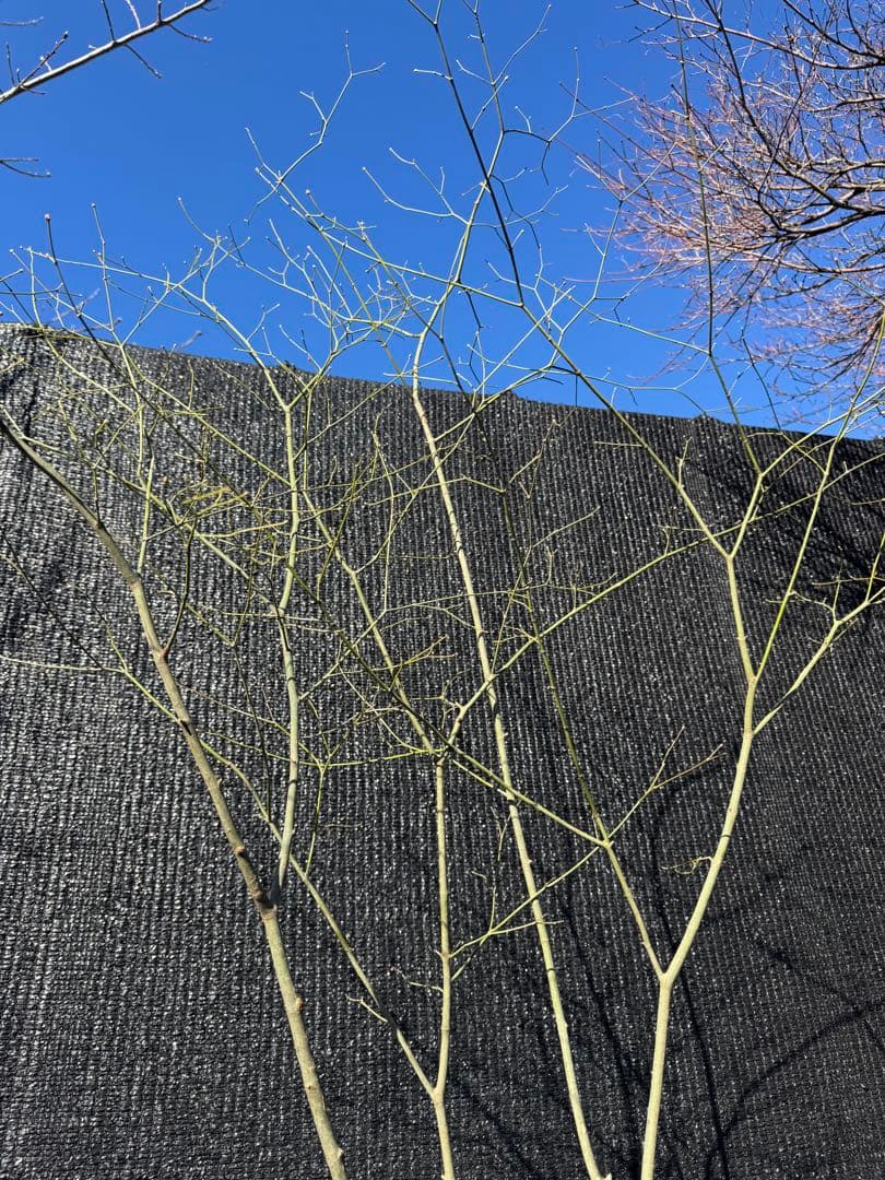 山採り　ヤマモミジ　株立ち　美幹　自然樹形　【品番3526】