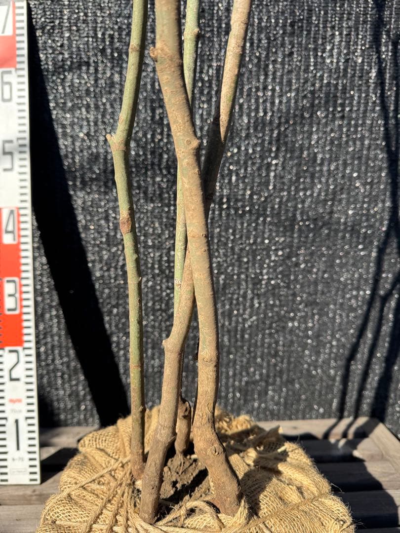 山採り　ヤマモミジ　株立ち　美幹　自然樹形　【品番3526】