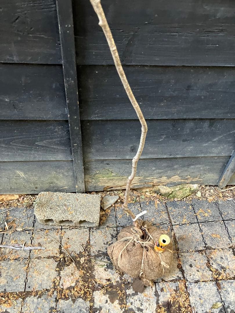 90 山採り　ナツハゼ