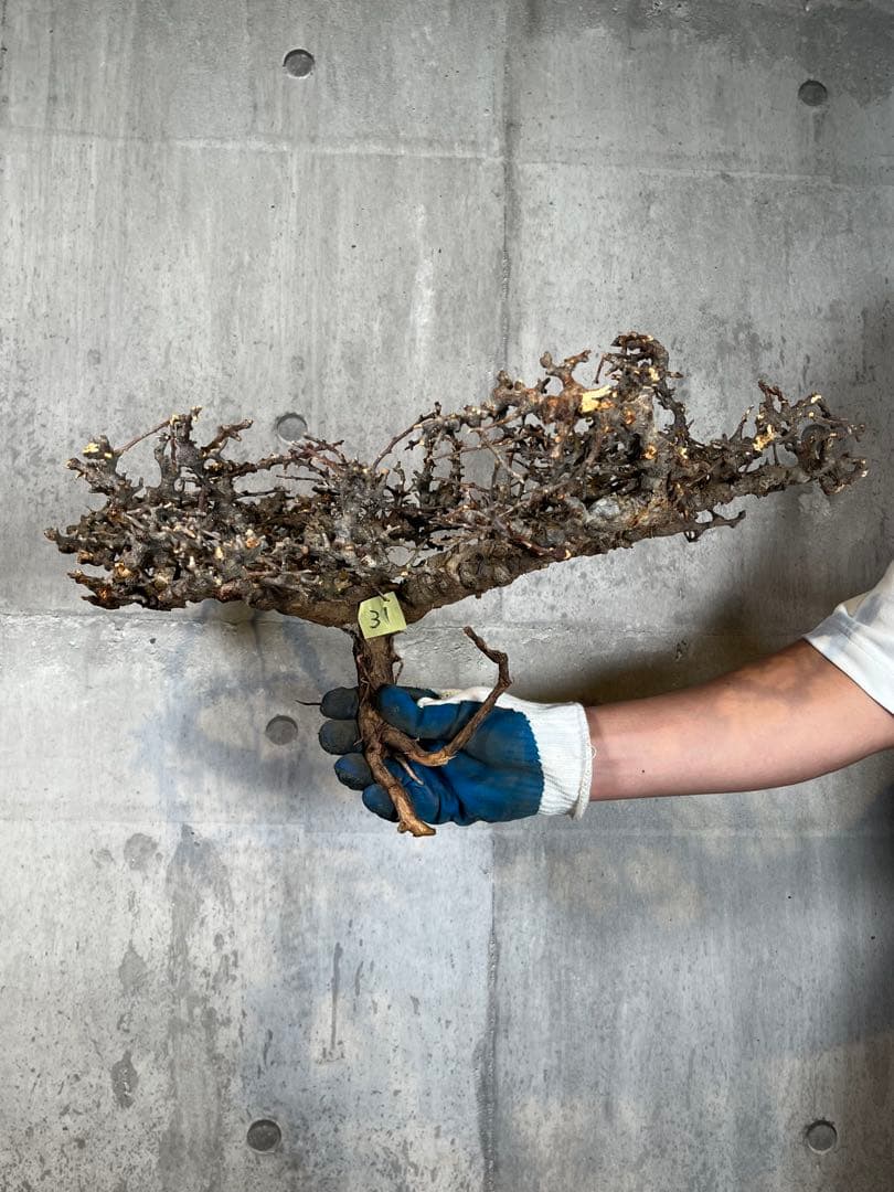 S*e様 31 コミフォラ sp エイル ソマリア産 超美樹形 超大株 鮮度抜群