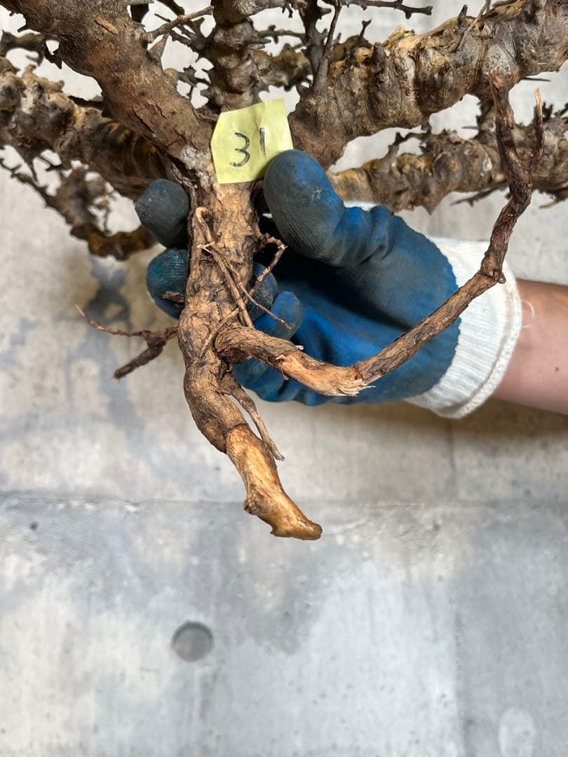 S*e様 31 コミフォラ sp エイル ソマリア産 超美樹形 超大株 鮮度抜群