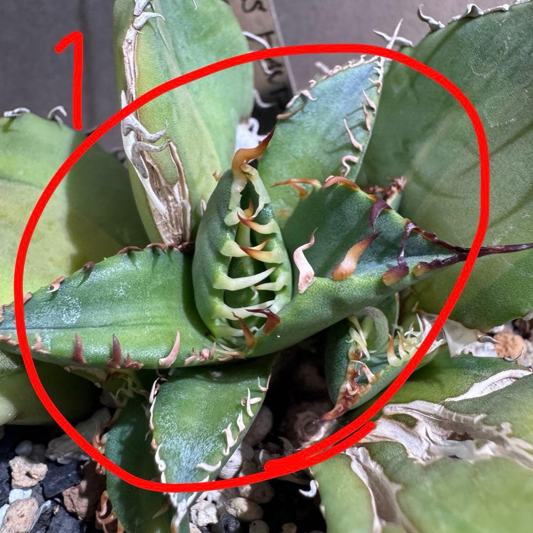 アガベ　zeus plants tokyo産　希少　斑入りオテロイ