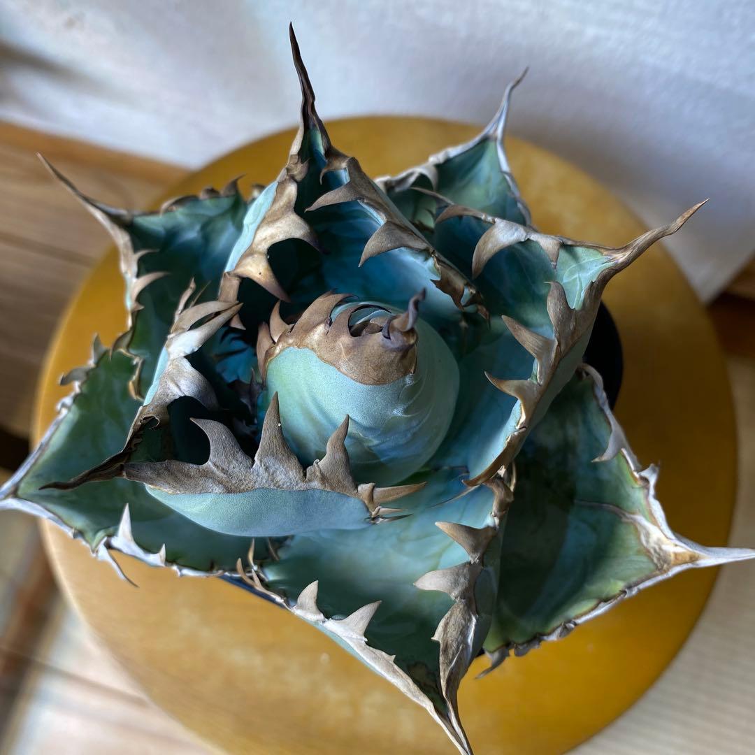 アガベ　チタノタ　ビースト