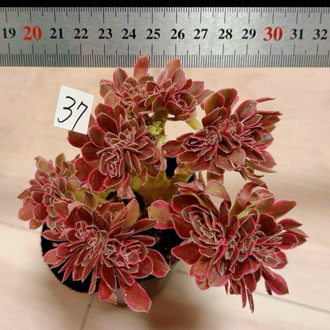 37#多肉植物アエオニウム錦❤️ピンクウィッチセッカ❤️14cm 拔き苗