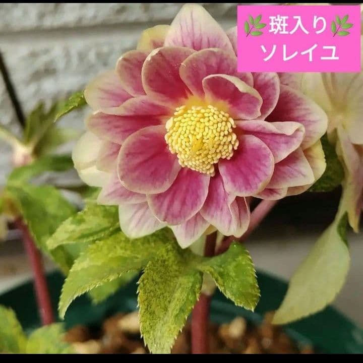 クリスマスローズ　dd 斑入りソレイユ ddレッドソレイユ　計3株　苗　鉢　バラ