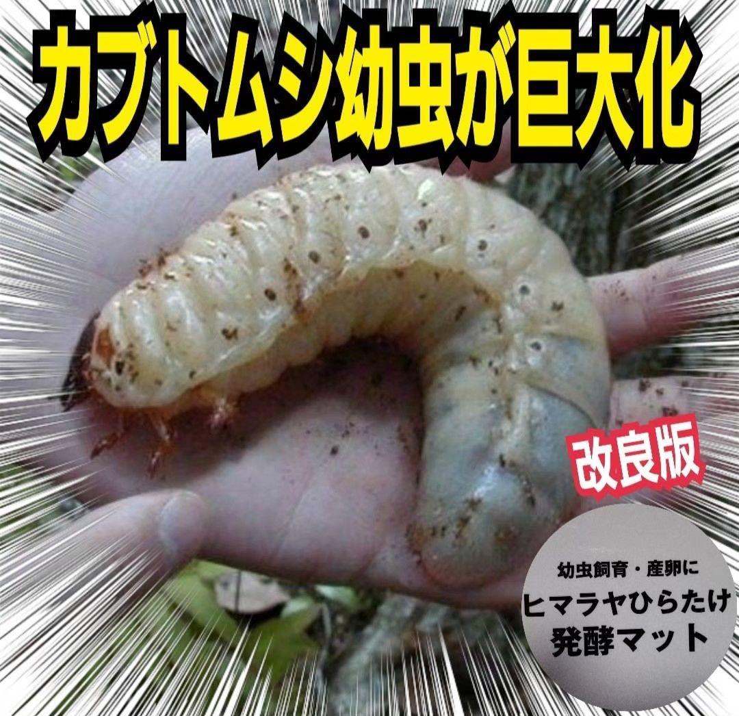 高品質！カブトムシ幼虫の餌　大きくなる！発酵マット【6袋】雑虫が湧きません！