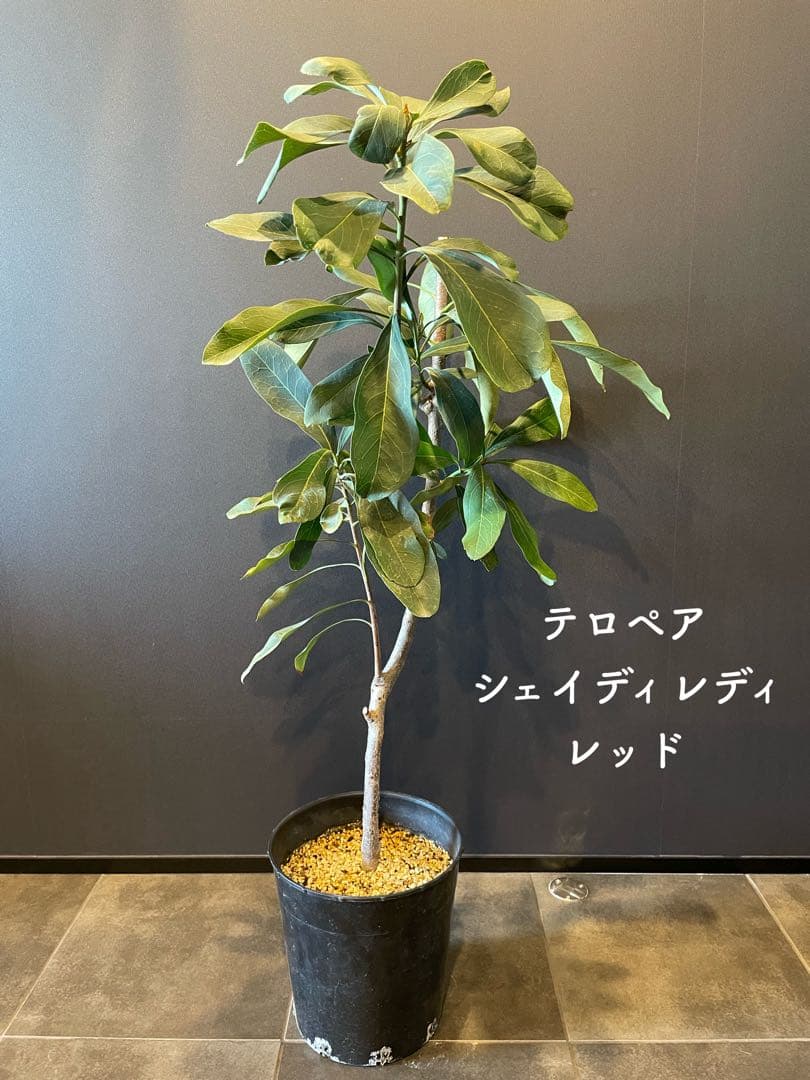 テロペア シェイディレディ レッド 7号 鉢植え 苗 オージー プランツ