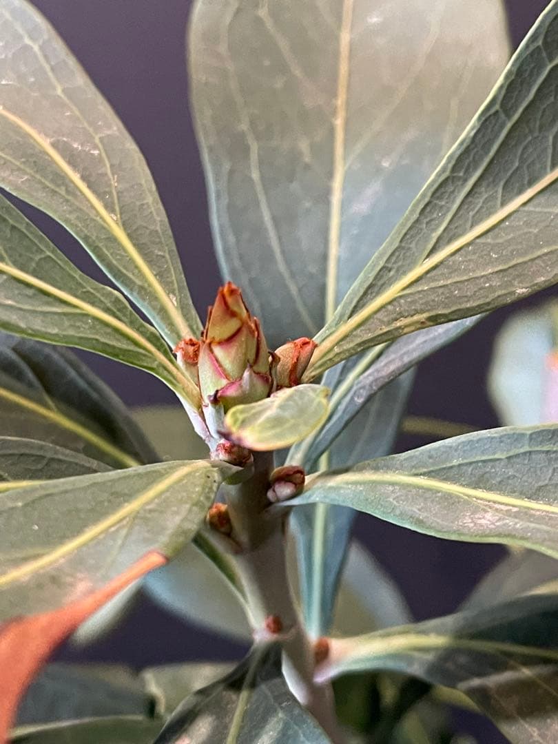 テロペア シェイディレディ レッド 7号 鉢植え 苗 オージー プランツ