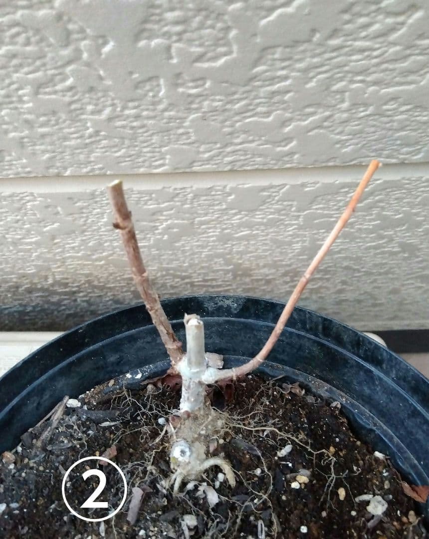 白 アナベル抜き苗