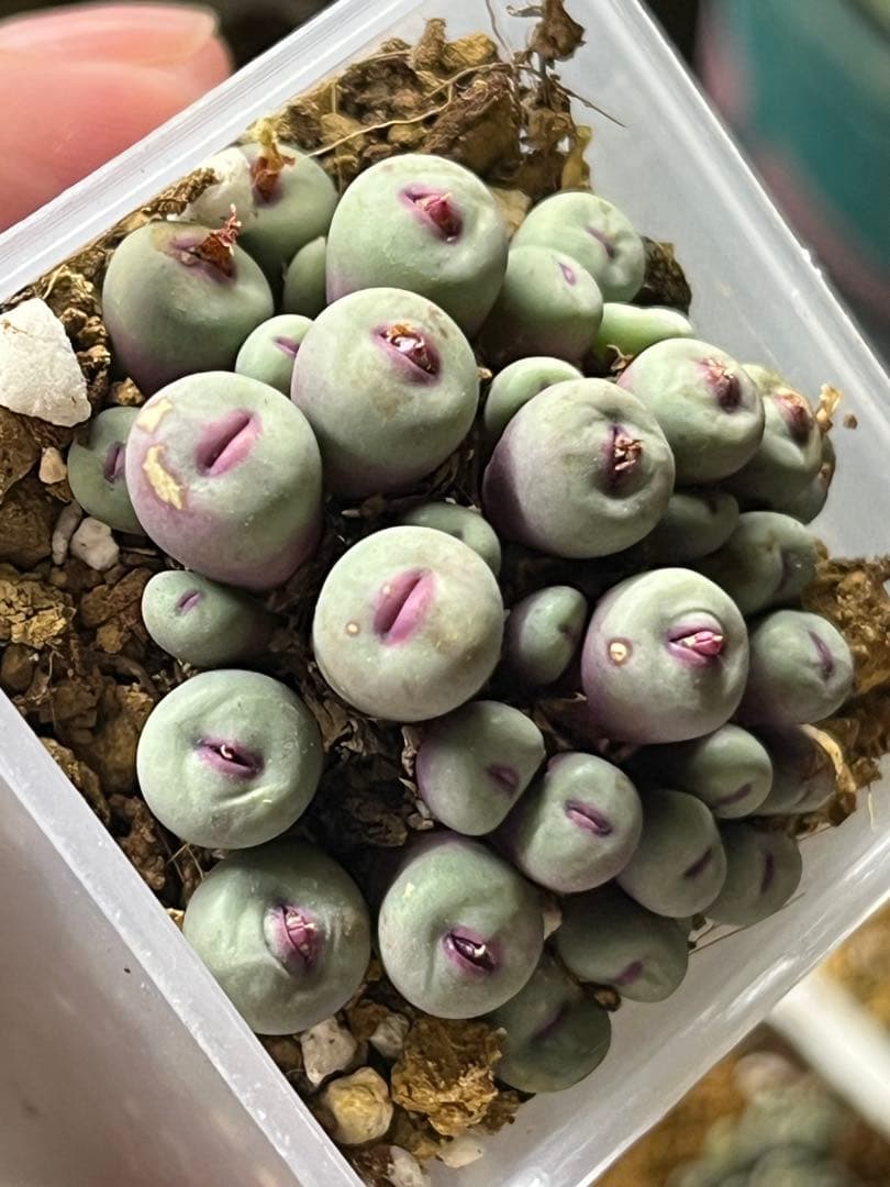 コノフィツム　pageae PV1380ポットごと