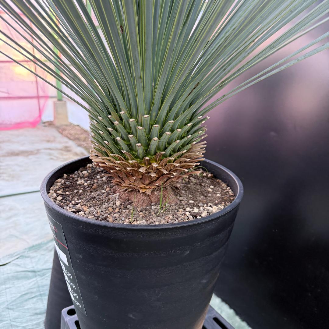 【AL1077】ユッカ　LA ALBERO　ランチョブルー　数量限定販売