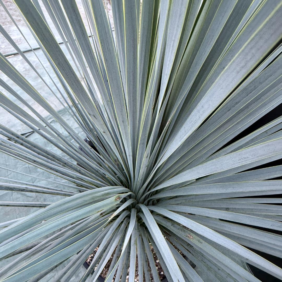 【AL1077】ユッカ　LA ALBERO　ランチョブルー　数量限定販売