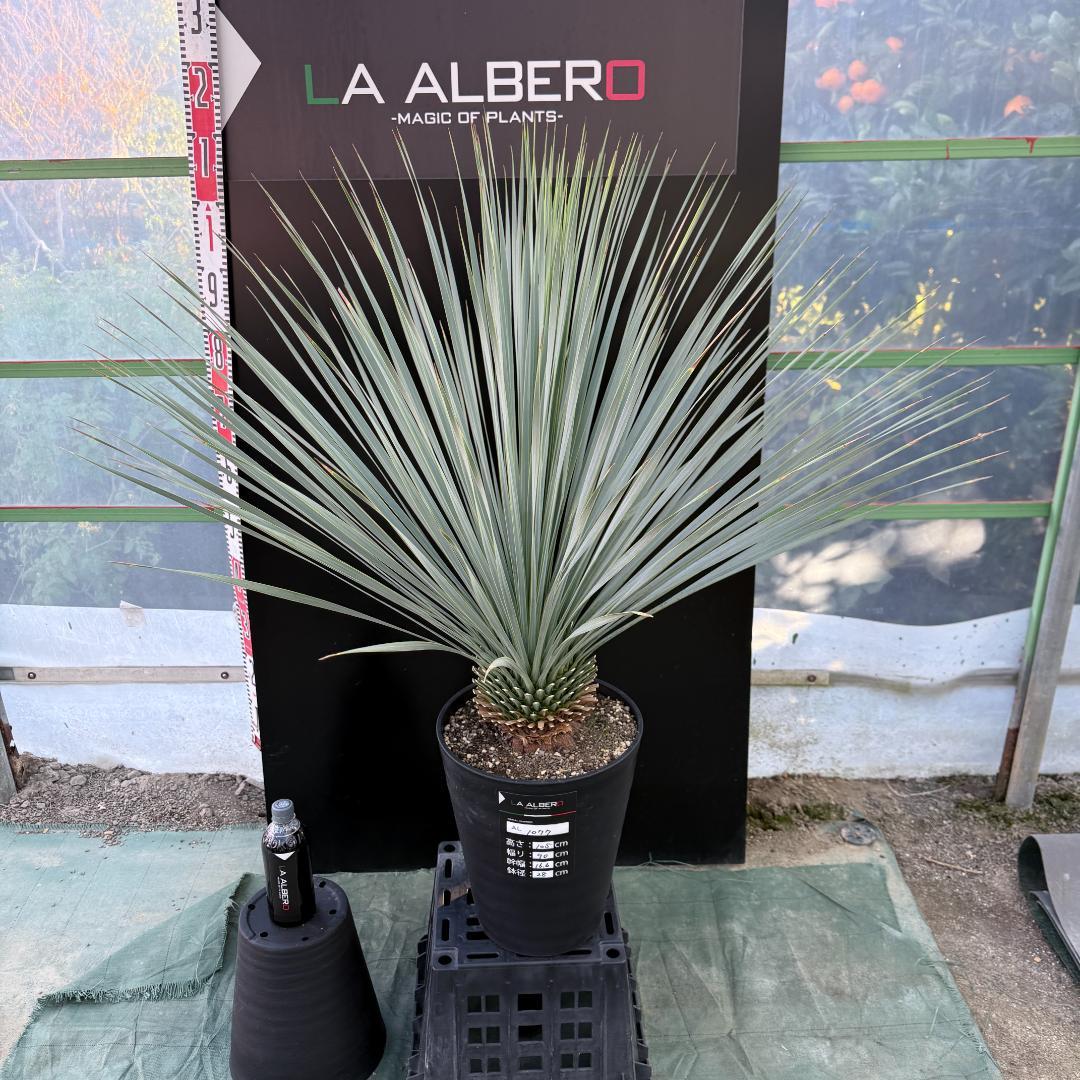 【AL1077】ユッカ　LA ALBERO　ランチョブルー　数量限定販売