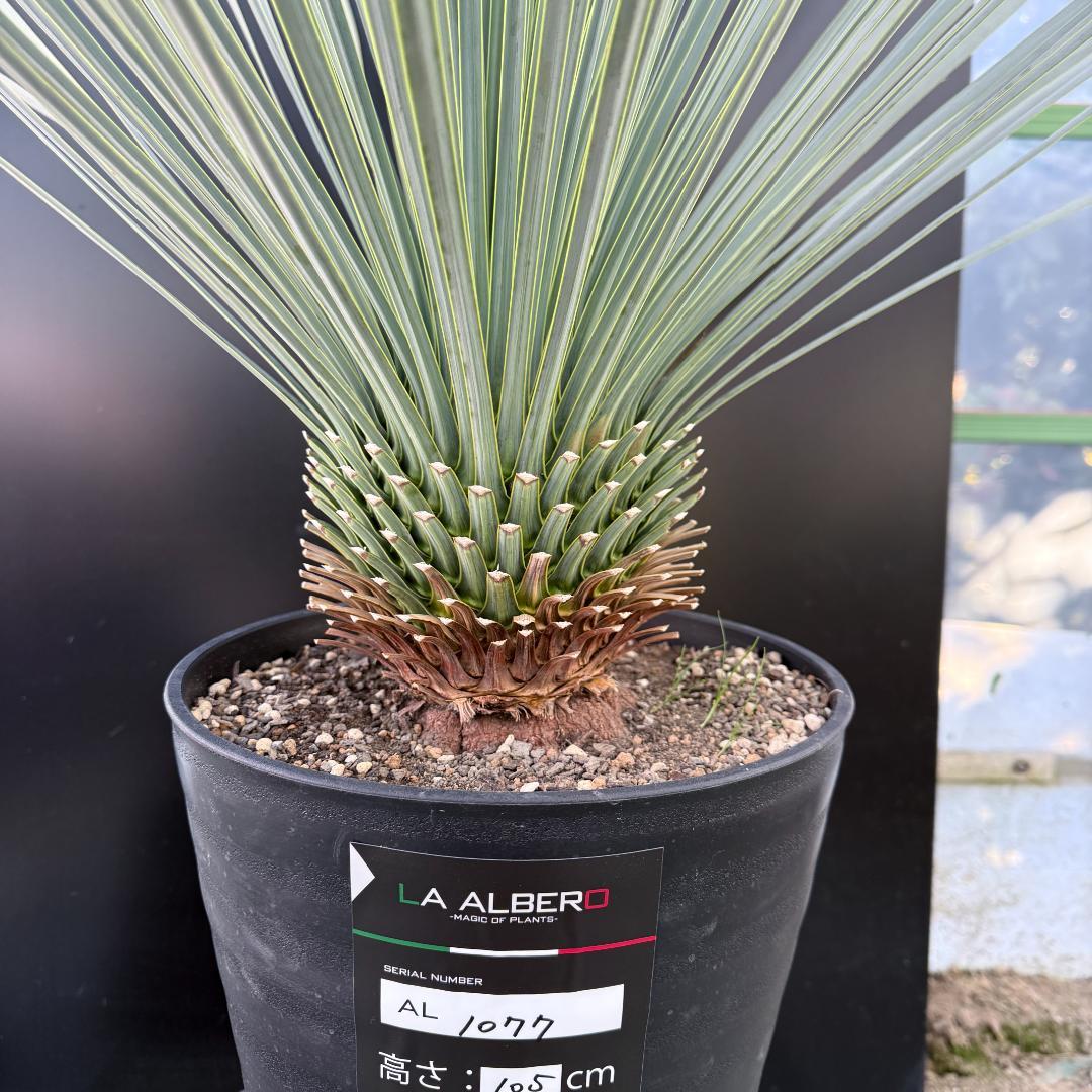 【AL1077】ユッカ　LA ALBERO　ランチョブルー　数量限定販売