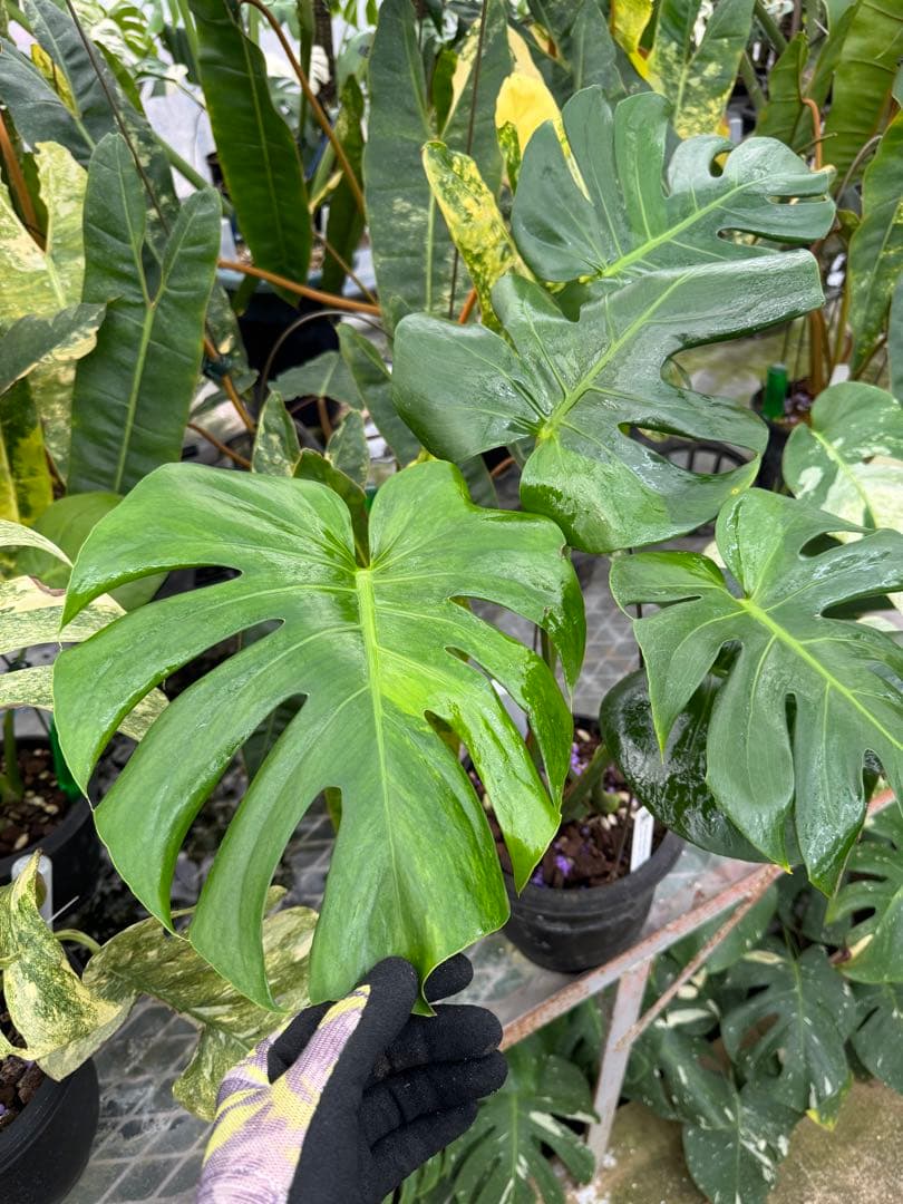 モンステラ　デリシオーサ グリーンオングリーン Green on Green
